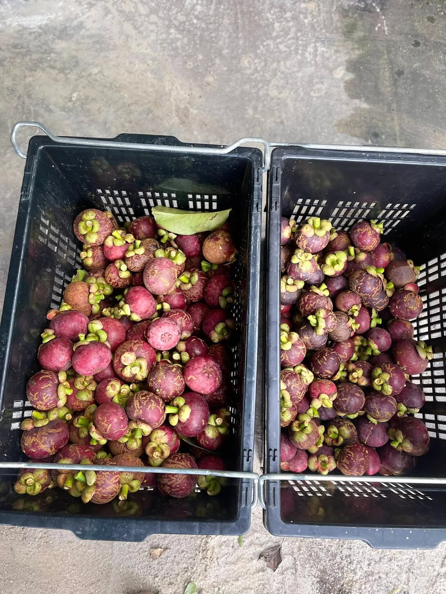 Two crates of harvested mangosteens at the farm.