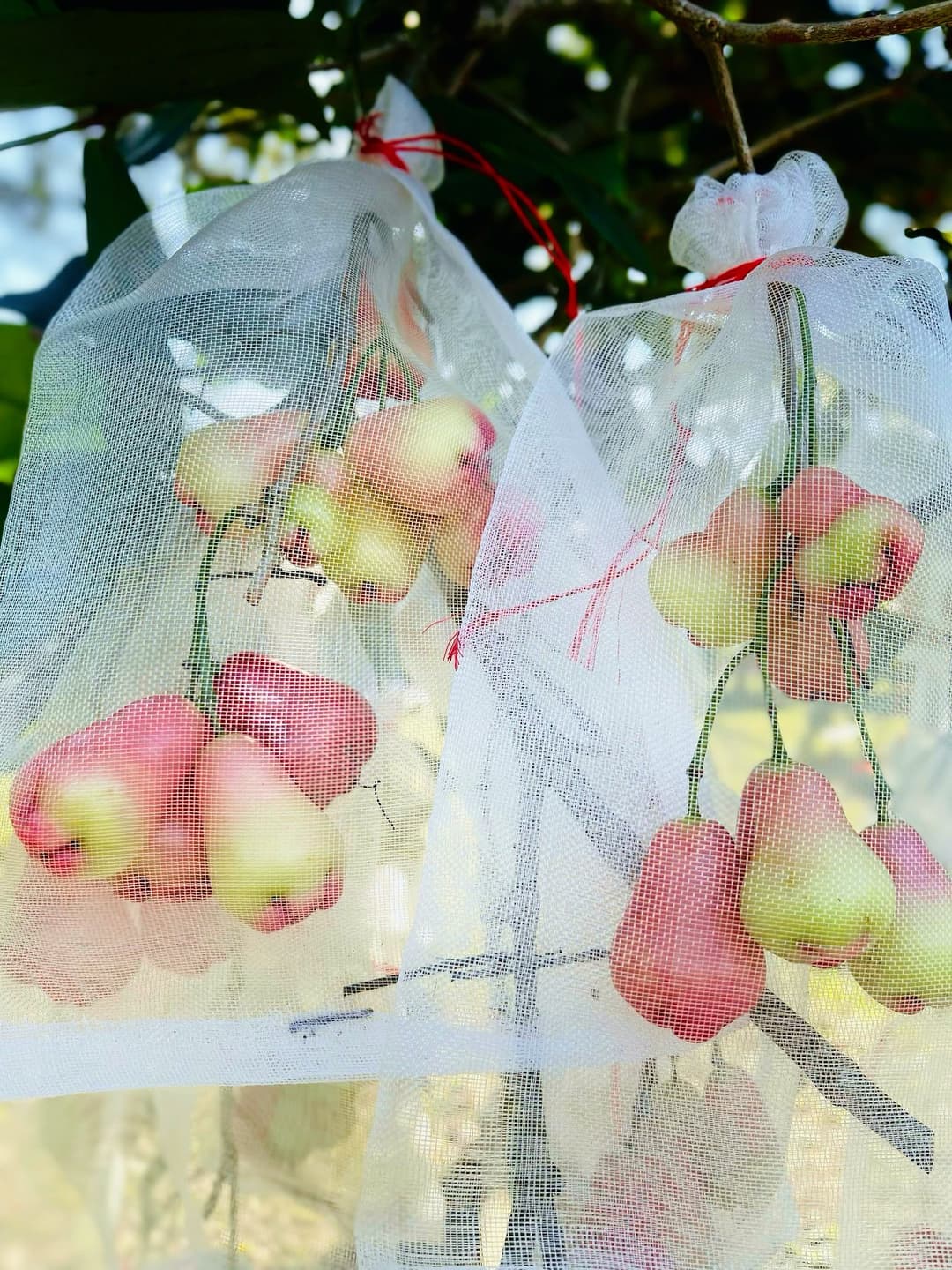 Koi pond at Cheong Family Farm agro-tourism