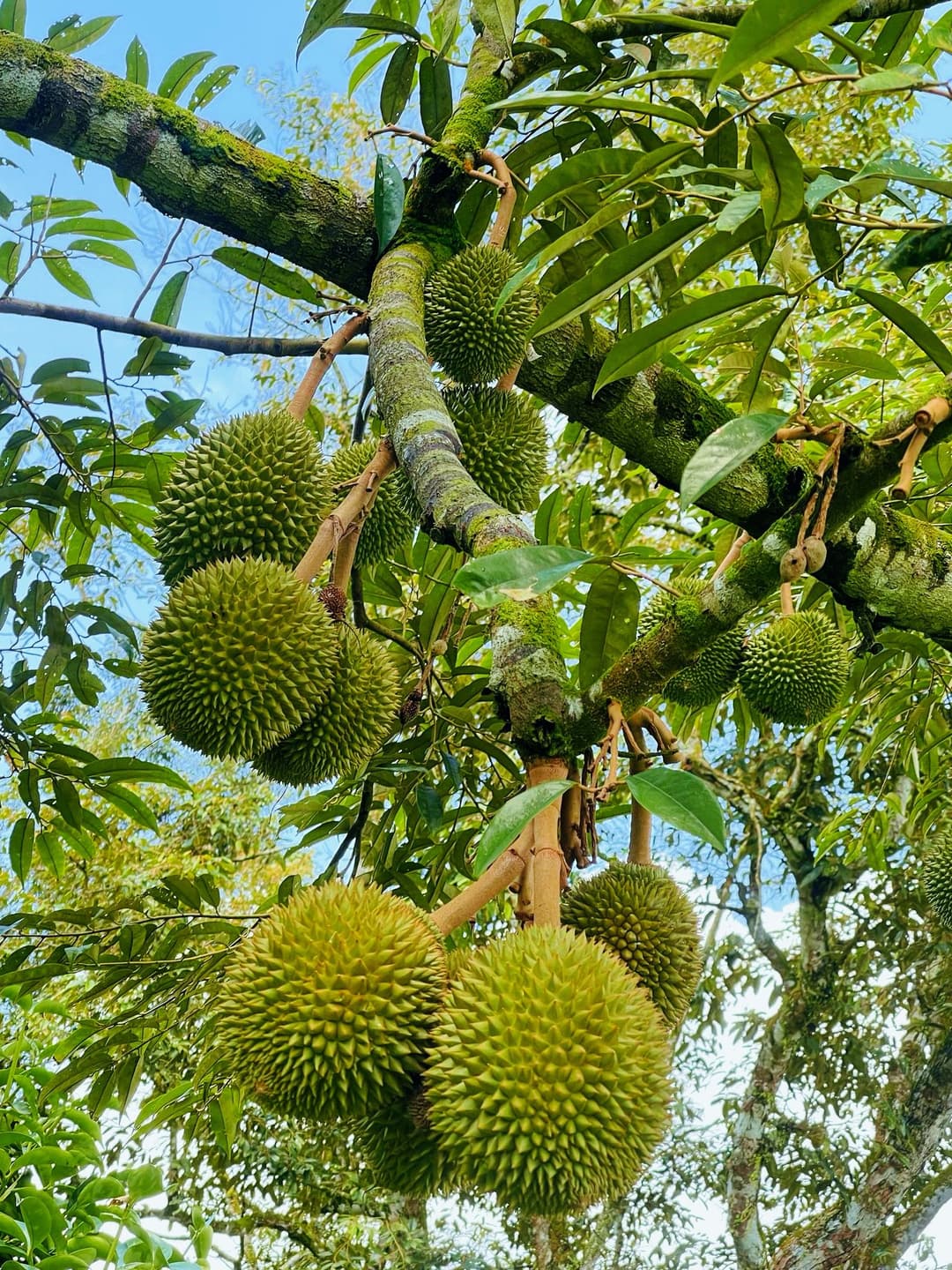 Family-friendly durian farm experience in Johor